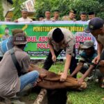 Polres Langkat Potong Hewan Qurban 9 Ekor Lembu dan 8 Ekor Kambing