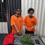 Simpan Ganja, Dua Pria Diamankan di Dolat Rayat