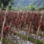 Petani Tomat Menjerit Akibat Anjlok Harga Tomat